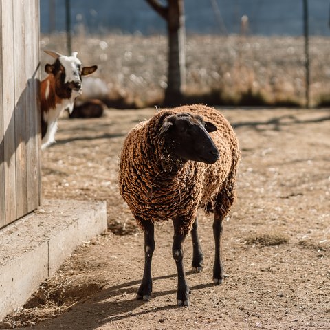 Glücksmomente im Das Mühlwald Glücksmomente im Das Mühlwald