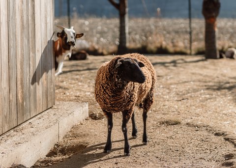 Glücksmomente im Das Mühlwald Glücksmomente im Das Mühlwald