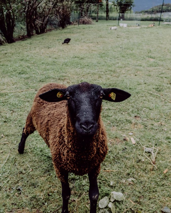 Un family hotel con animali Un family hotel con animali